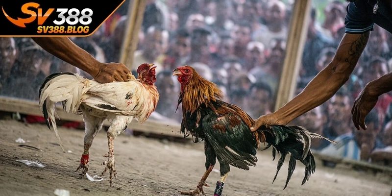 Quy định thi đấu đá gà campuchia cập nhật năm 2026