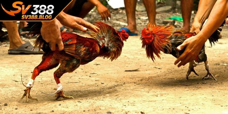 Nhịp độ thi đấu dồn dập