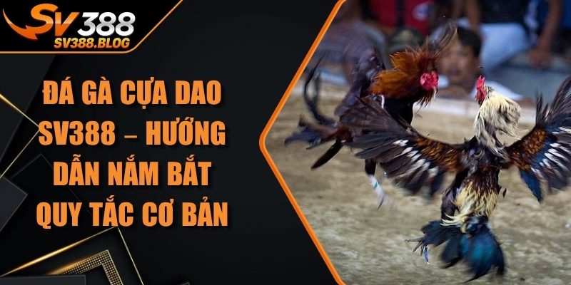 Đá Gà Cựa Dao