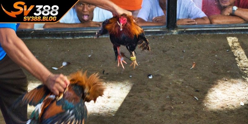 Vai trò của trọng tài
