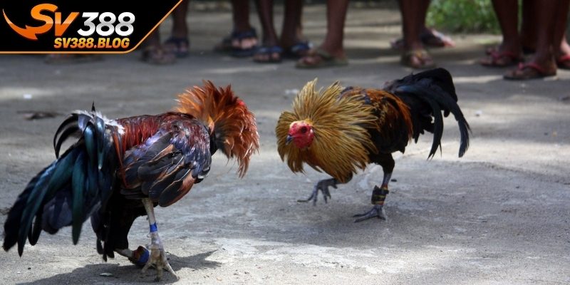 Toàn cảnh về loại hình đá gà Philippines
