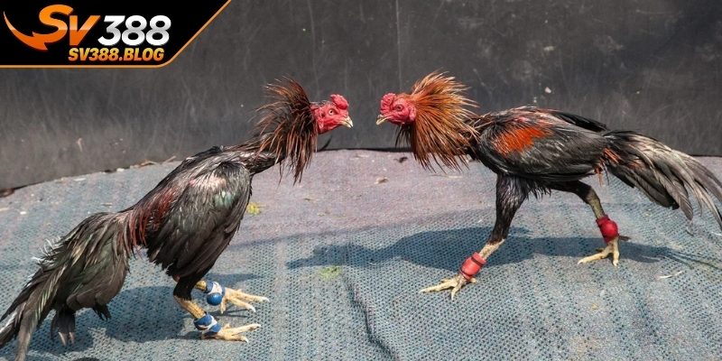 Kết quả và kinh nghiệm khai thác dữ liệu thực tế