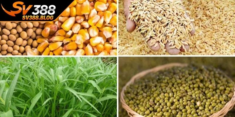 Kinh nghiệm nuôi gà đá về chế độ dinh dưỡng 
