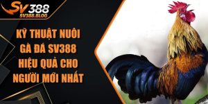 Kỹ Thuật Nuôi Gà Đá