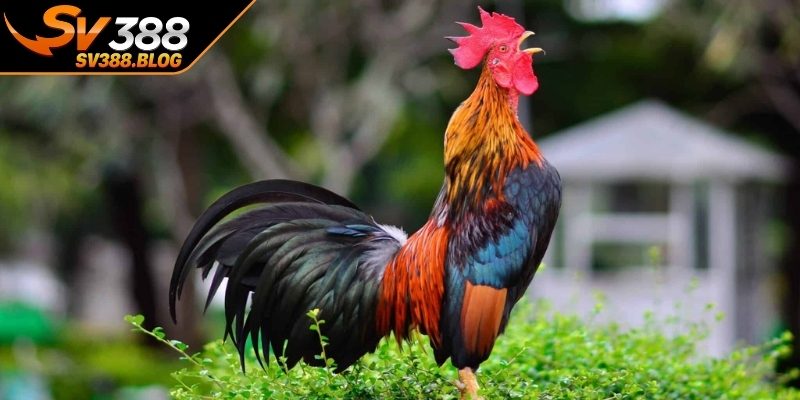 Vai trò của việc chọn giống gà chiến chất lượng
