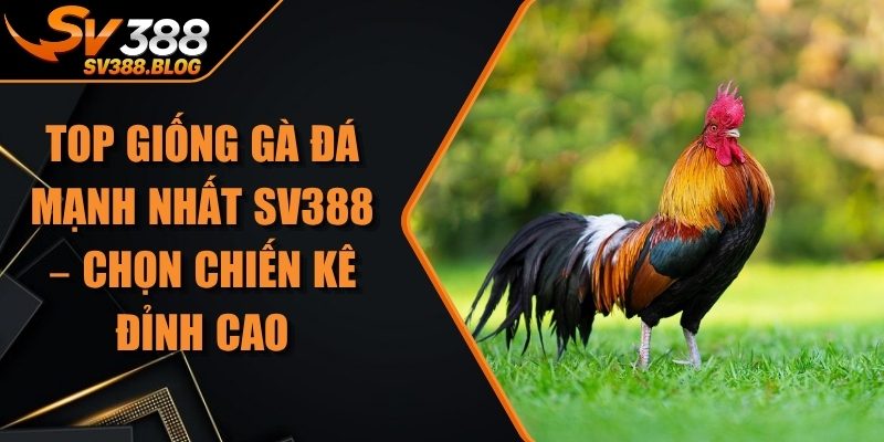 Top Giống Gà Đá Mạnh Nhất